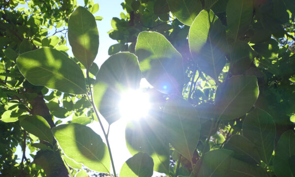ThetaHealing® Basis – DNA